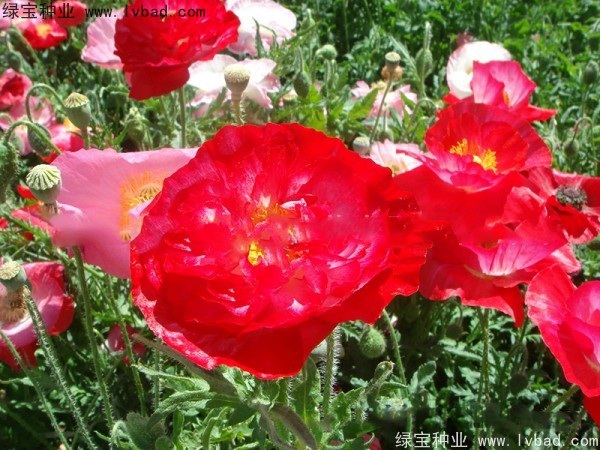 1627370902574411.jpg image.jpg