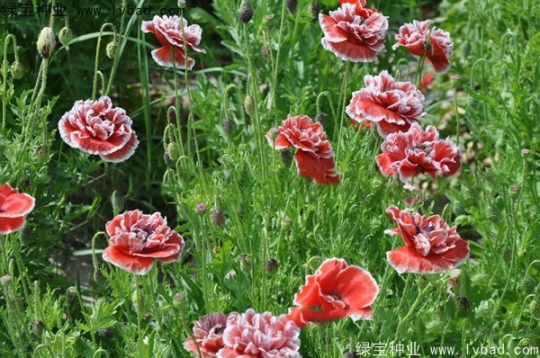 1627370908344427.jpg image.jpg