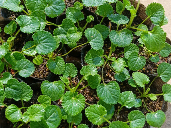 1627372517460118.jpg image.jpg