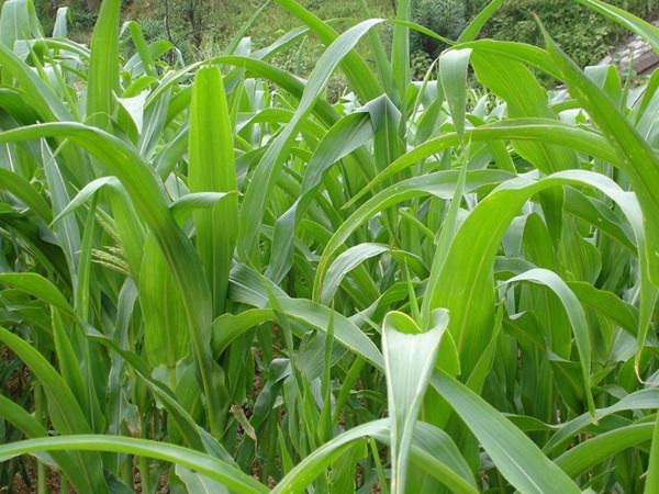 1627373123972418.jpg image.jpg