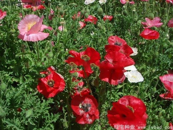 1627373935117518.jpg image.jpg