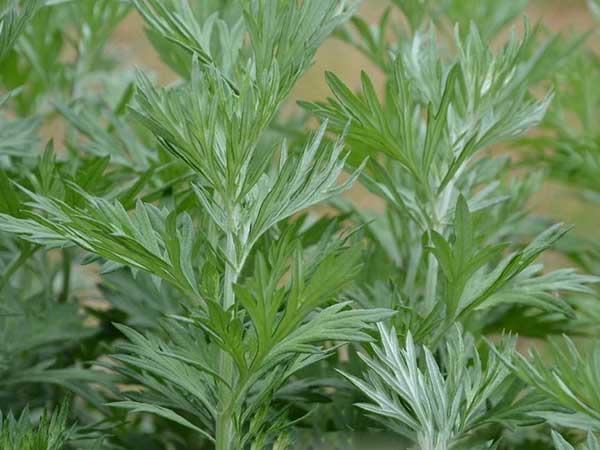 1627374987599147.jpg image.jpg