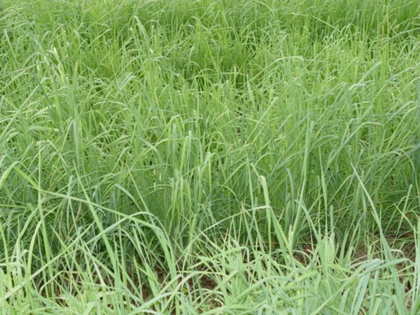 1627375213568813.jpg image.jpg