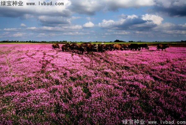 1627376575716227.jpg image.jpg