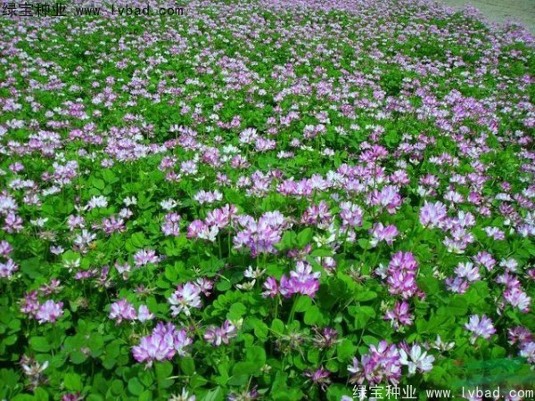 1627376580995730.jpg image.jpg