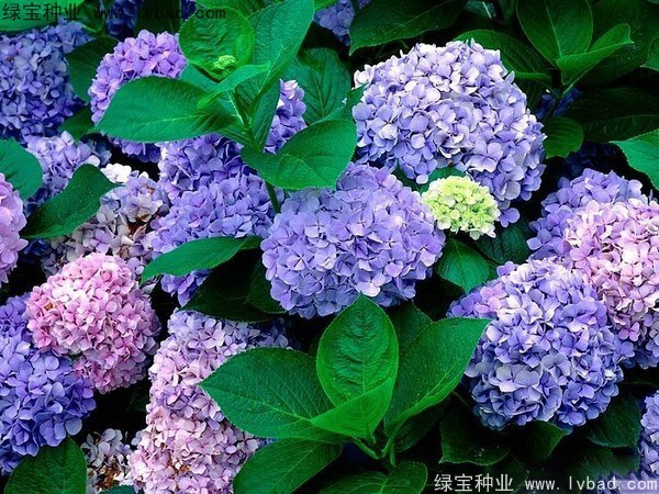 1627376735689098.jpg image.jpg