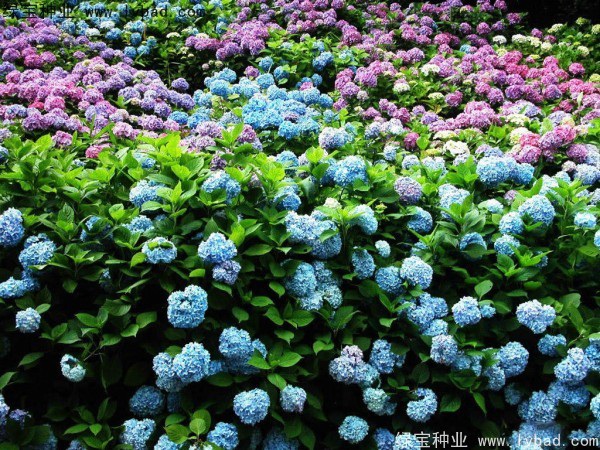 1627376742740856.jpg image.jpg