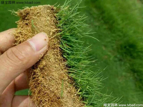 1627376808265727.jpg image.jpg