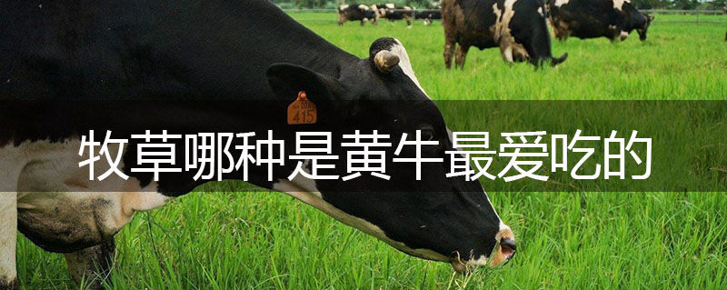 牧草哪種是黃牛最愛吃的 牧草哪種是黃牛最愛吃的