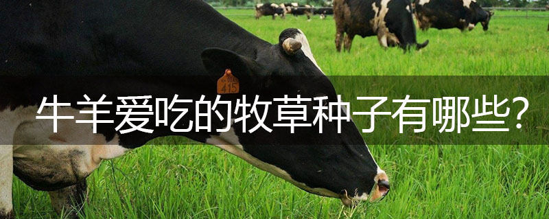 牛羊愛吃的牧草種子有哪些? 牛羊愛吃的牧草種子有哪些?
