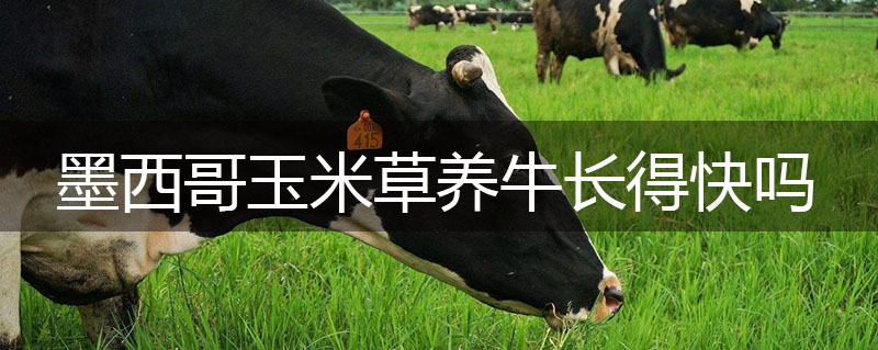 墨西哥玉米草養牛長得快嗎 墨西哥玉米草養牛長得快嗎