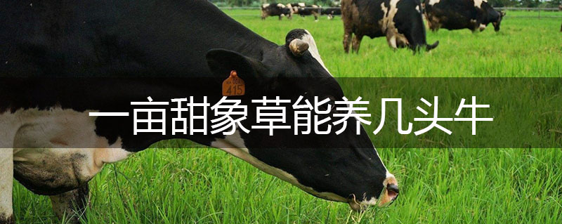 一畝甜象草能養(yǎng)幾頭牛 一畝甜象草能養(yǎng)幾頭牛