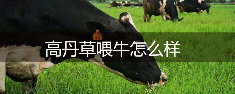 高丹草喂牛怎么樣 高丹草喂牛怎么樣
