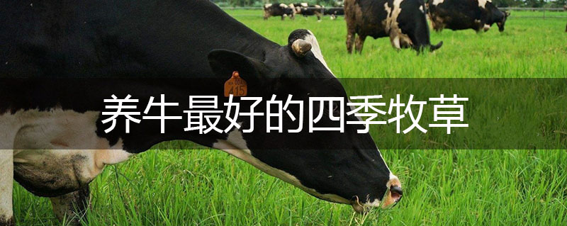 養(yǎng)牛最好的四季牧草 養(yǎng)牛最好的四季牧草