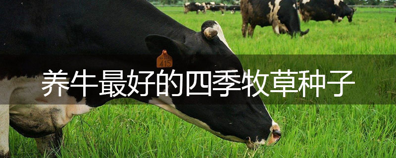 養牛最好的四季牧草種子 養牛最好的四季牧草種子