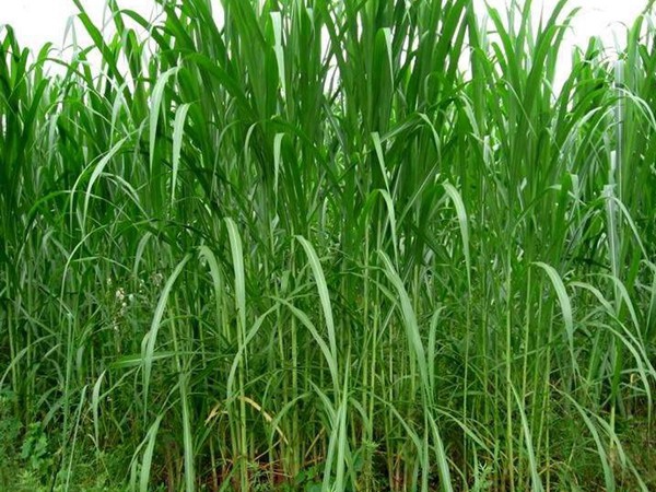 1627377899599677.jpg image.jpg