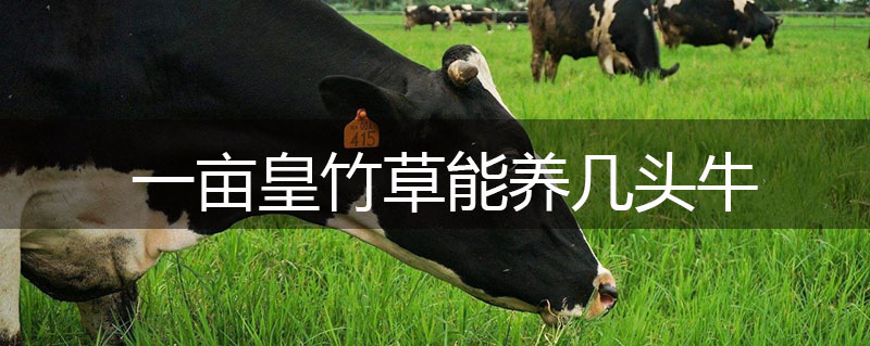 一畝皇竹草能養(yǎng)幾頭牛 一畝皇竹草能養(yǎng)幾頭牛