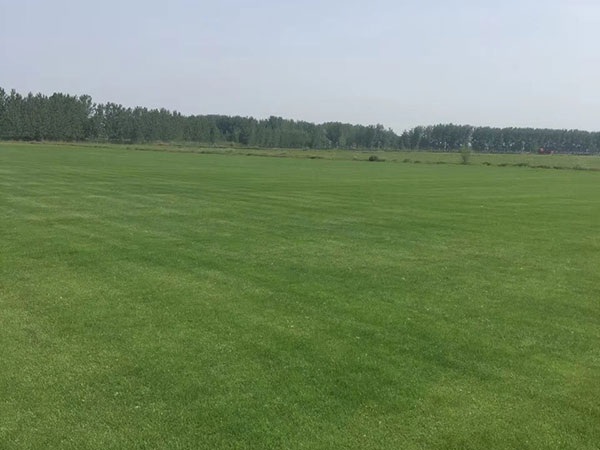 1627378543896967.jpg image.jpg