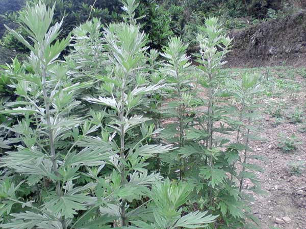 1627378906123210.jpg image.jpg