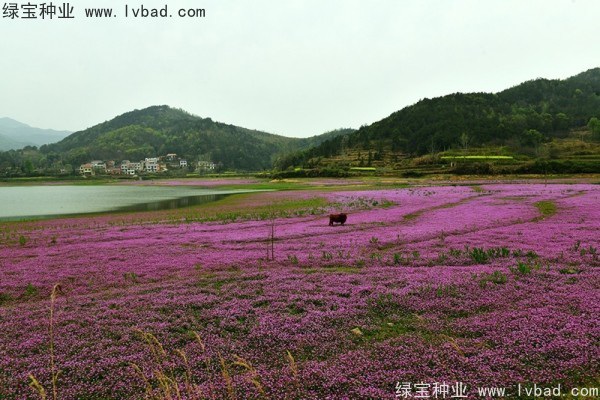 1627379621150151.jpg image.jpg