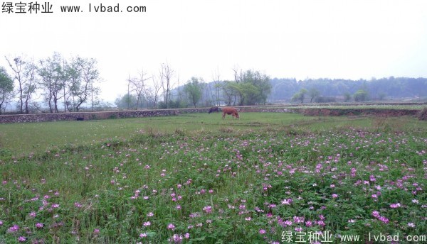 1627379626542146.jpg image.jpg