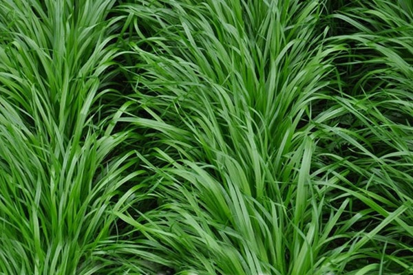 1627380082527565.jpg image.jpg