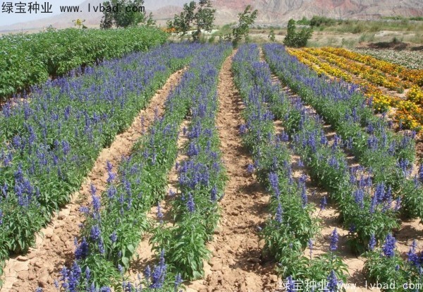 藍花鼠尾草圖片