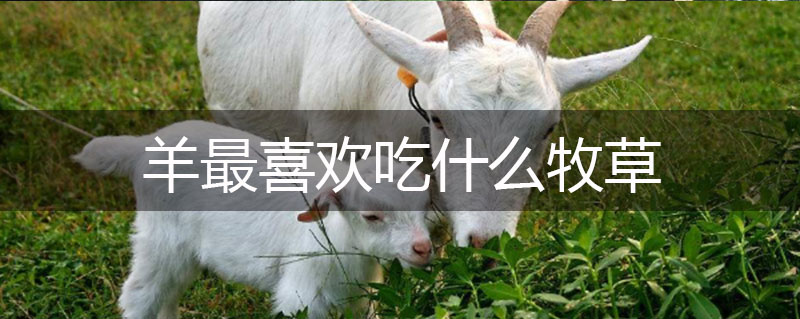 羊最喜歡吃什么牧草 羊最喜歡吃什么牧草
