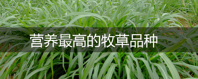 營養最高的牧草品種