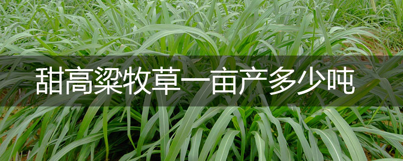 甜高粱牧草一畝產(chǎn)多少噸