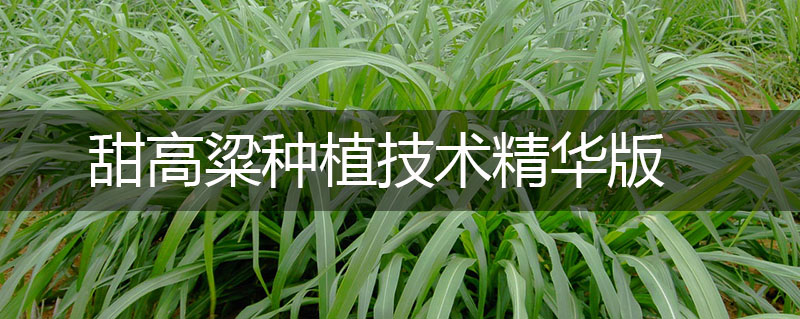 甜高粱種植技術(shù)精華版