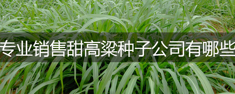 專業銷售甜高粱種子公司有哪些 專業銷售甜高粱種子公司有哪些