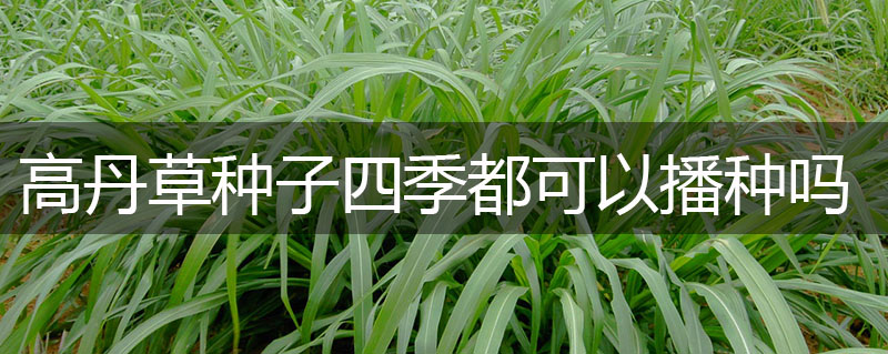 高丹草種子四季都可以播種嗎 高丹草種子四季都可以播種嗎