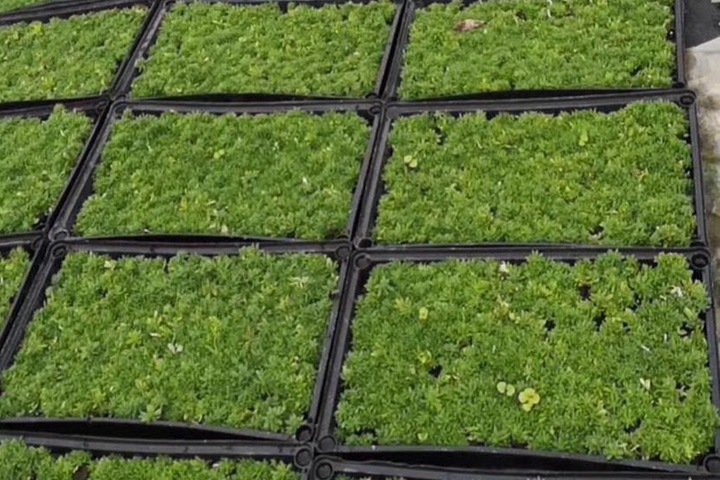 1619054732466174.jpg 17.jpg