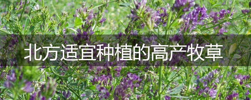 北方適宜種植的高產牧草 北方適宜種植的高產牧草