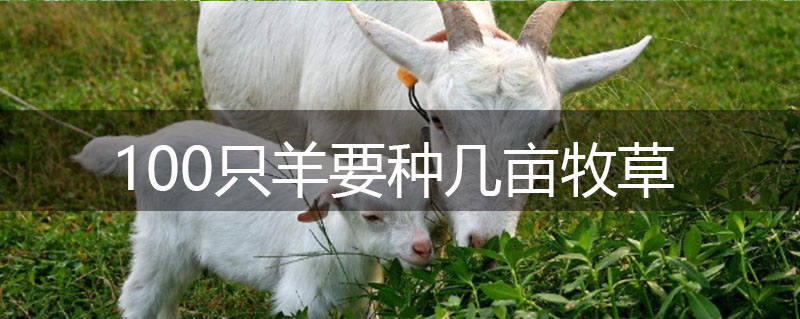 100只羊要種幾畝牧草 100只羊要種幾畝牧草