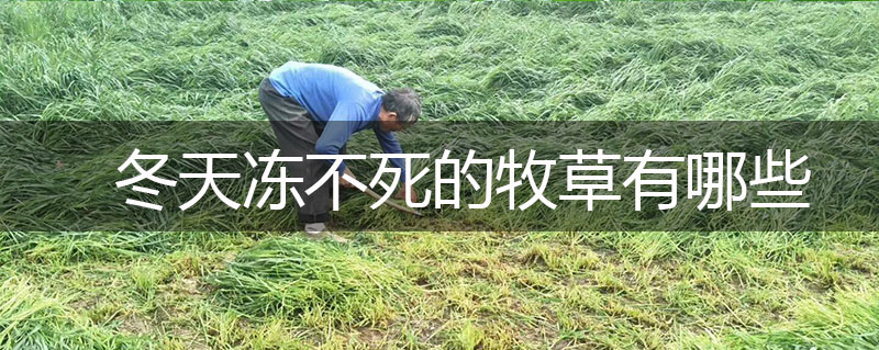 冬天凍不死的牧草有哪些 冬天凍不死的牧草有哪些