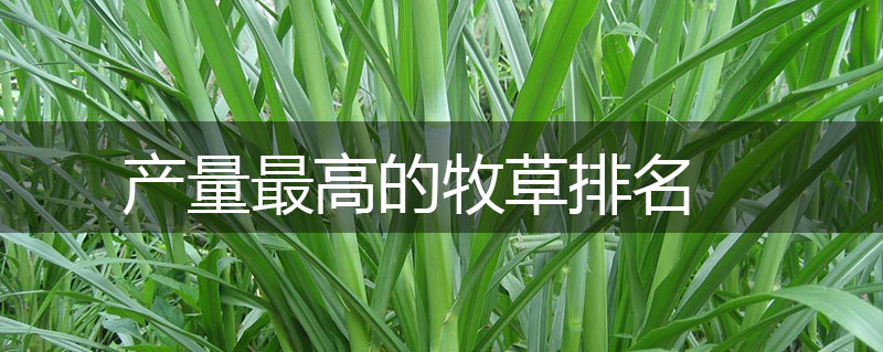 產(chǎn)量最高的牧草排名 產(chǎn)量最高的牧草排名