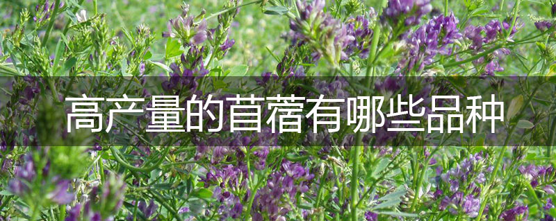 高產(chǎn)量的苜蓿有哪些品種 高產(chǎn)量的苜蓿有哪些品種