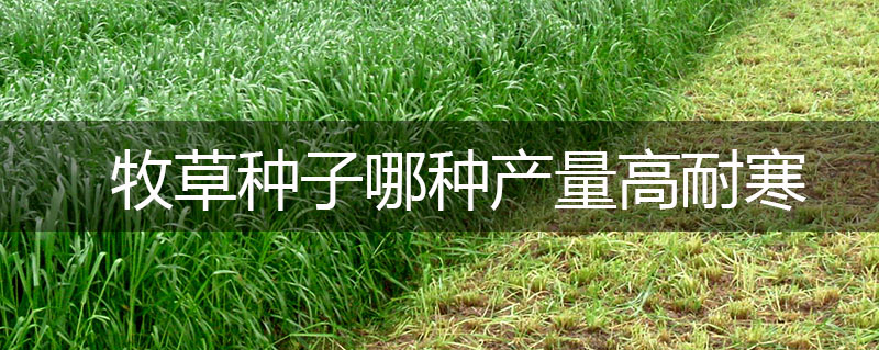 牧草種子哪種產(chǎn)量高耐寒 牧草種子哪種產(chǎn)量高耐寒