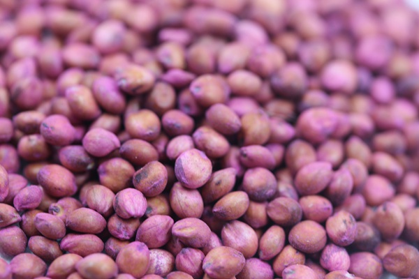 高丹草種子 高丹草種子