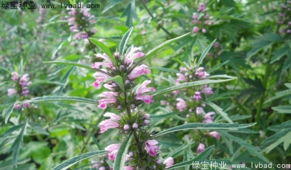 益母草種子 益母草種子