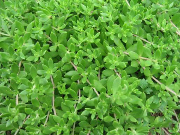 佛甲草屋頂綠化案例 佛甲草屋頂綠化案例