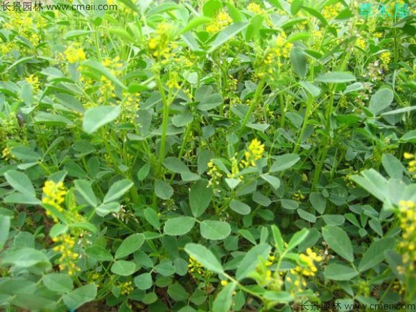 草木犀種子發(fā)芽出苗圖片 草木犀種子發(fā)芽出苗圖片