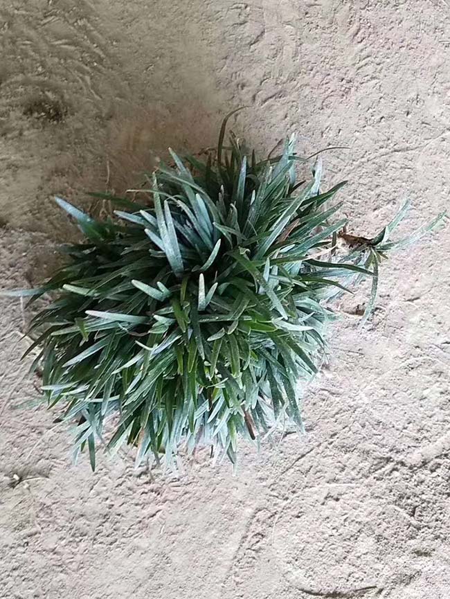 日本矮麥冬玉龍草 日本矮麥冬玉龍草