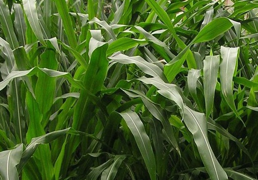 1627518309487973.jpg image.jpg