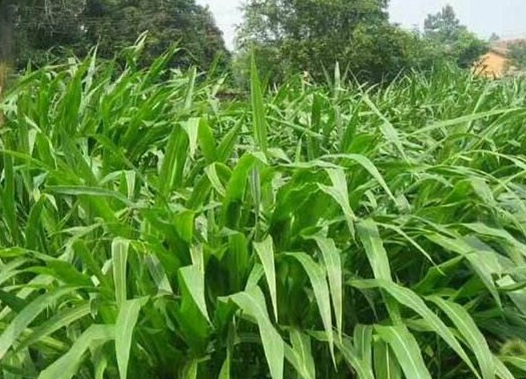 1627518316243795.jpg image.jpg