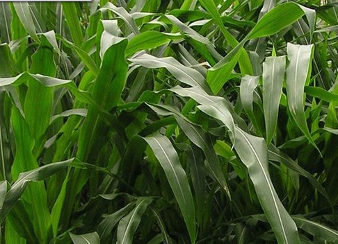 1627518396787449.jpg image.jpg