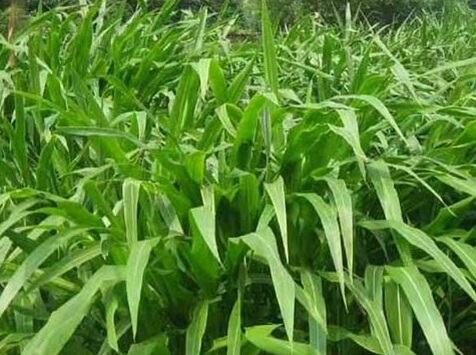 1627518405337126.jpg image.jpg