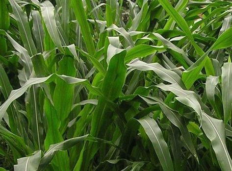 1627518415137801.jpg image.jpg